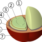 Structure du fruit et de la graine du caféier